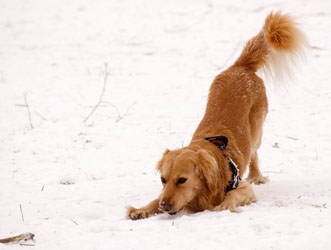 Hundebetreuung Friedrichshain 1